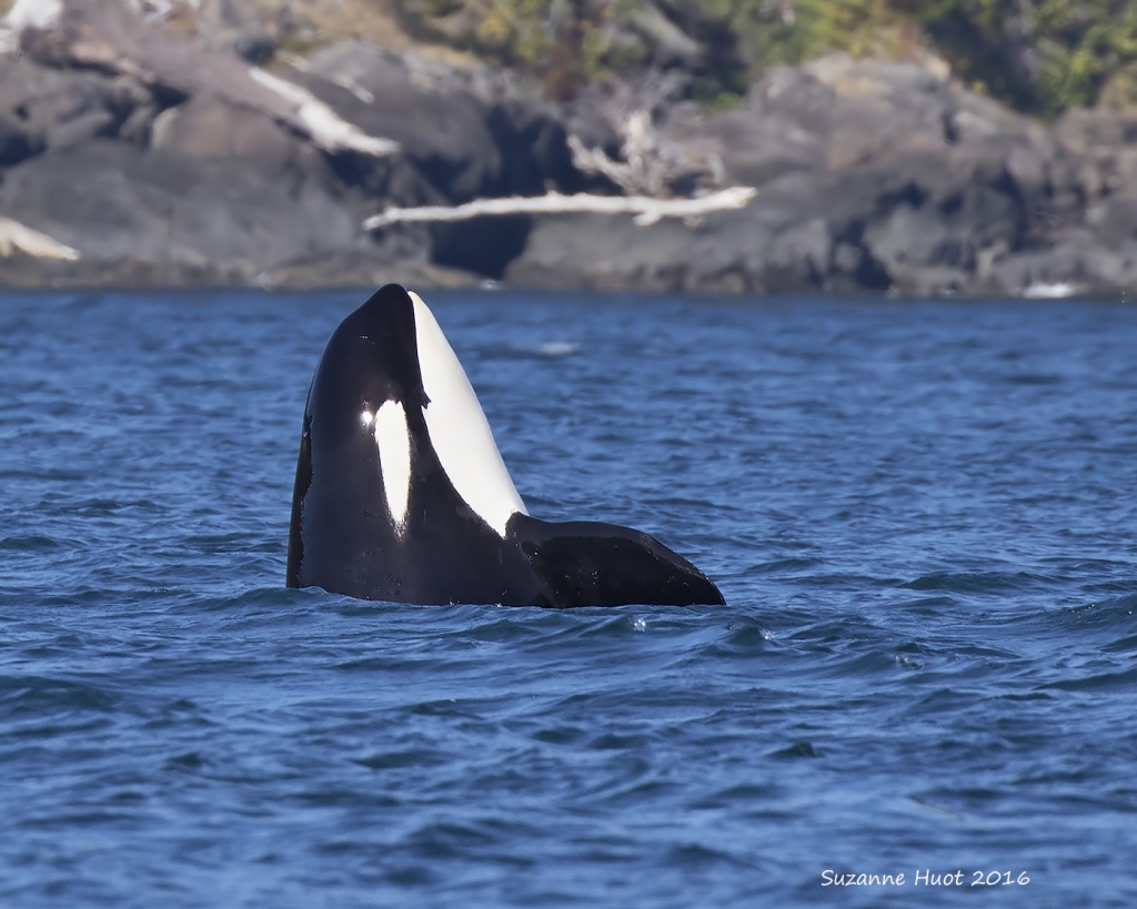 British Columbia Whale Watching | Indigenous Tourism BC