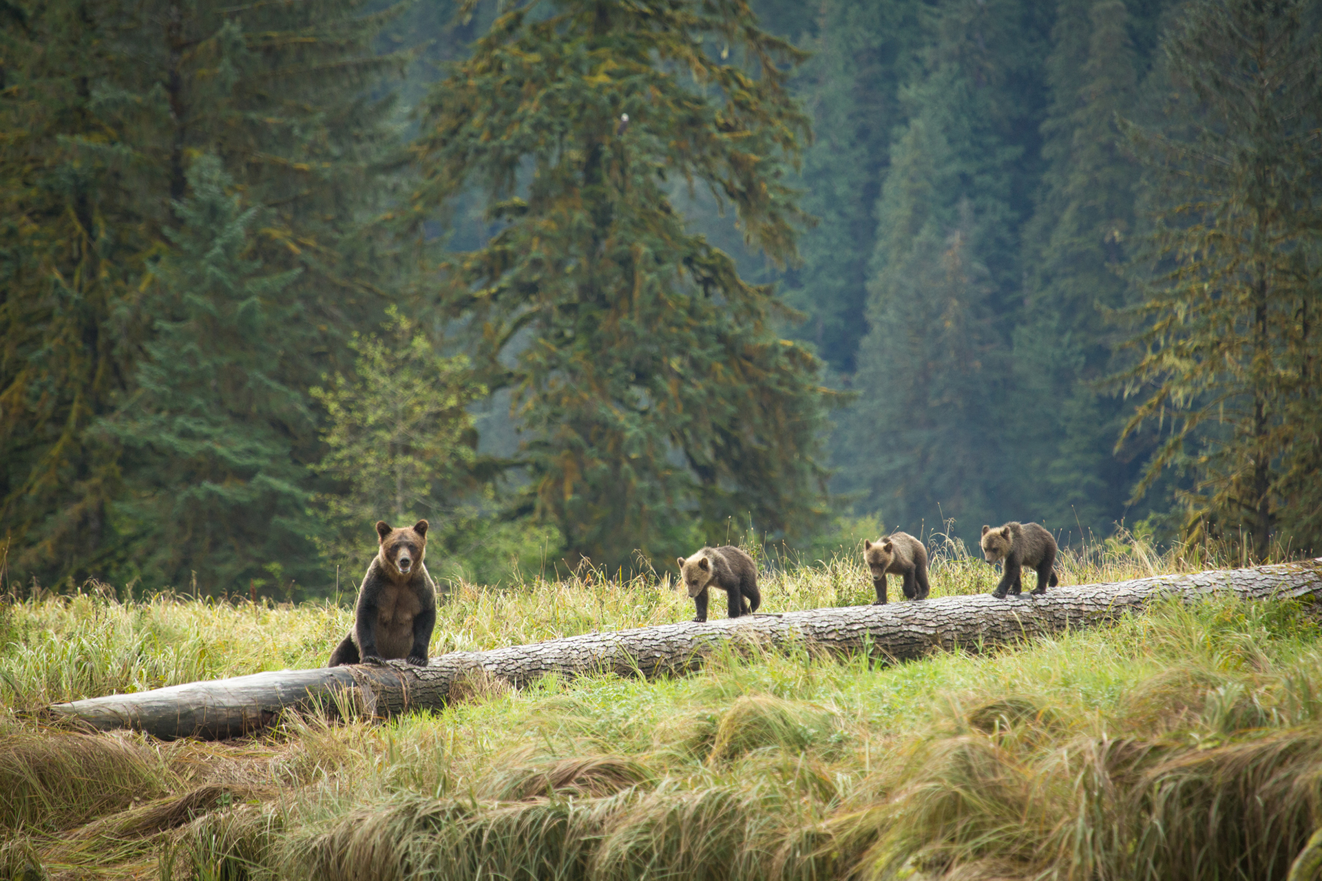 great bear rainforest tourism