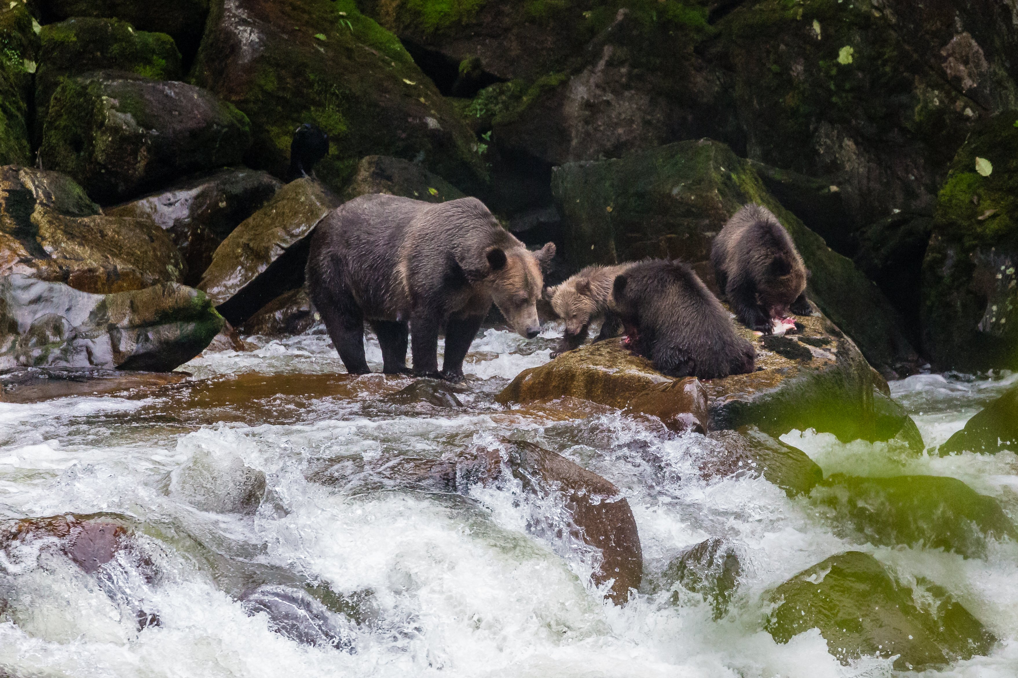 Grizzly bears in British Columbia