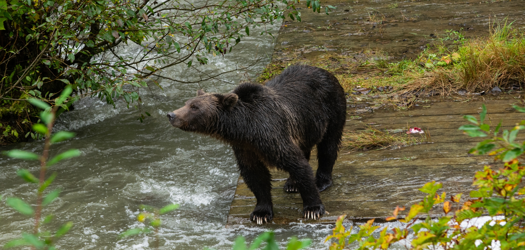 grizzly tours port hardy