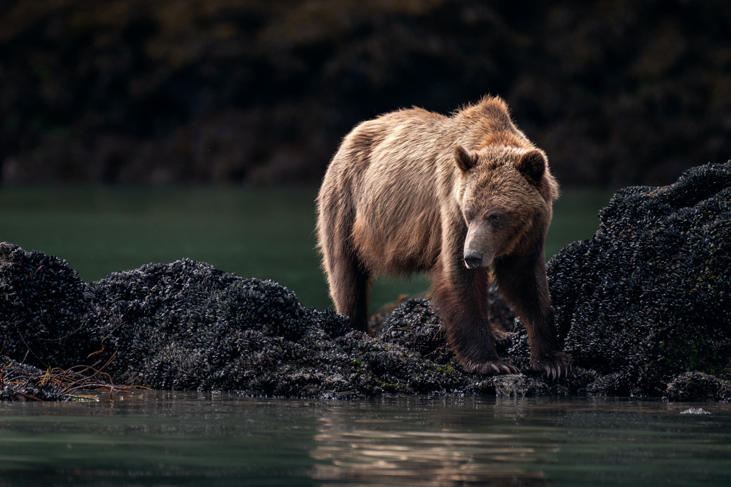 Bear next to the water