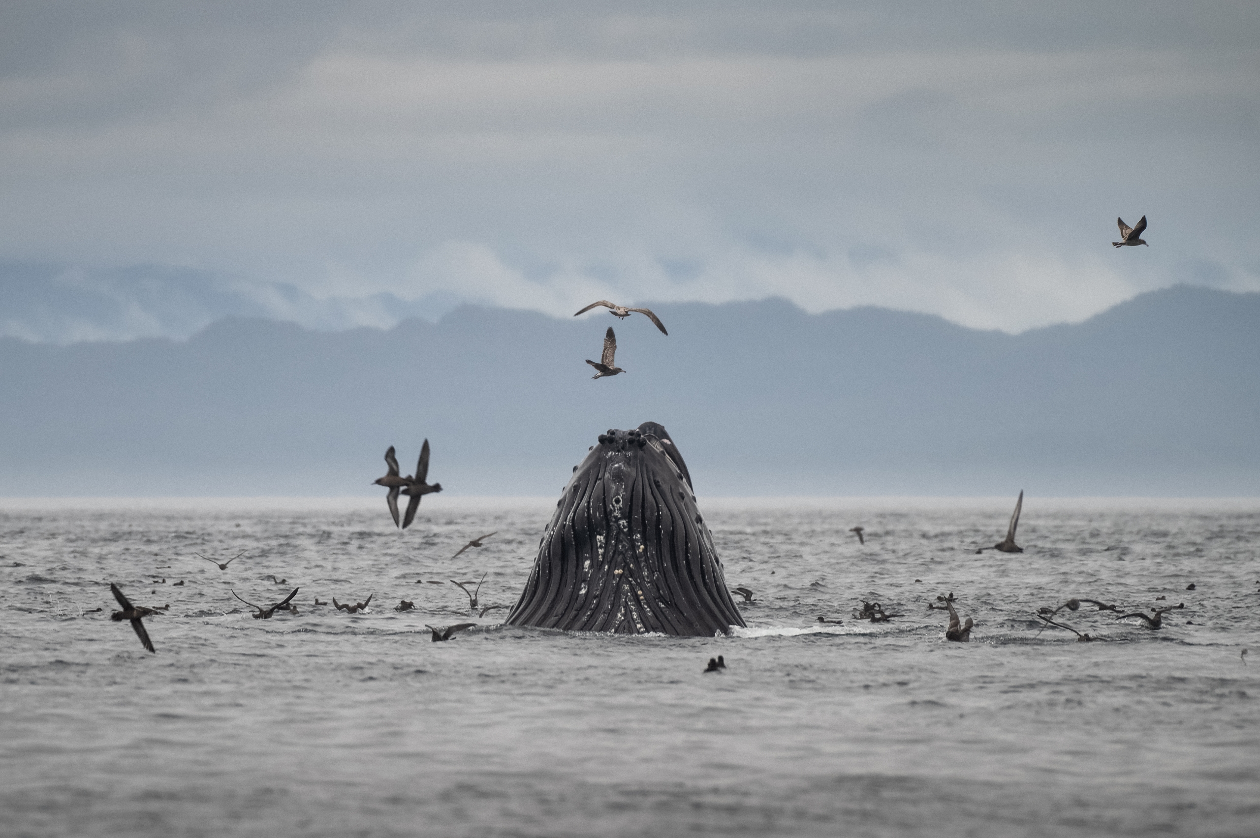 Coastal Rainforest Safaris image of Humpback Whale emerging from the ocean with birds swarming around