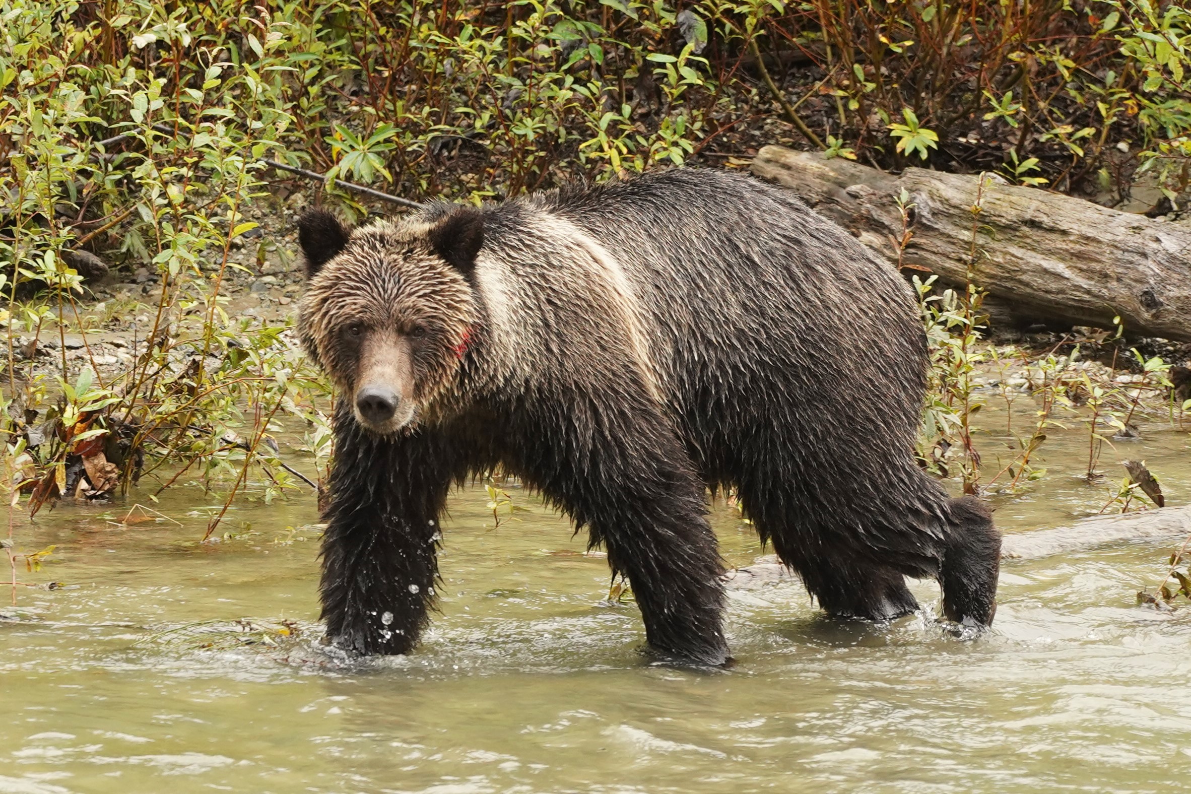 Bear Viewing with Homalco Tours Campbell River