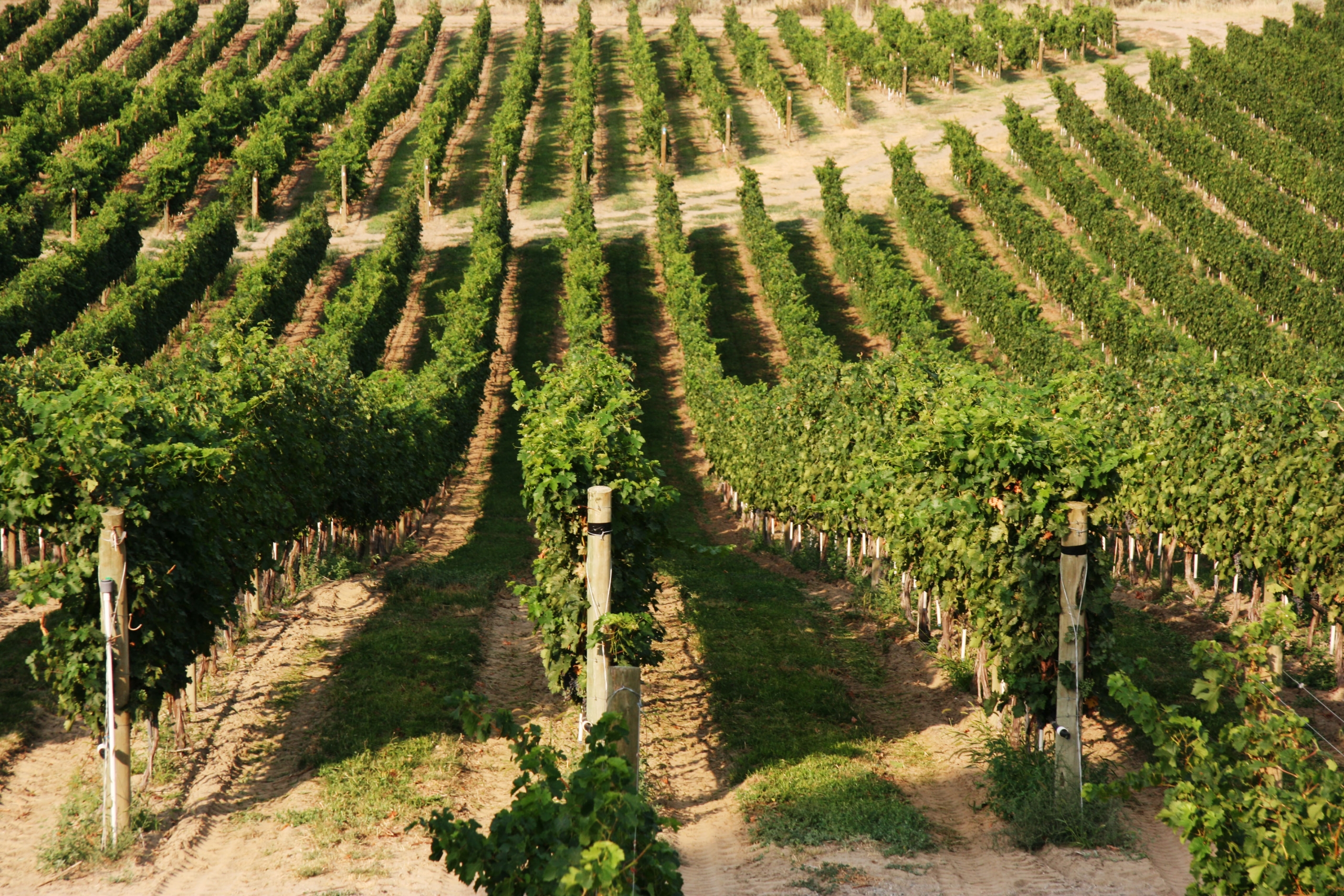 Vineyard
