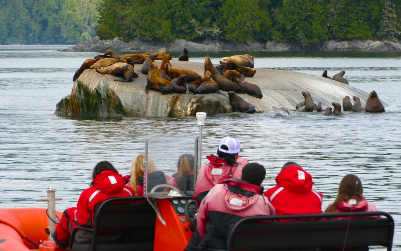 People in a boat observe numerous sea lions resting on a rocky outcrop in a body of water surrounded by forest.