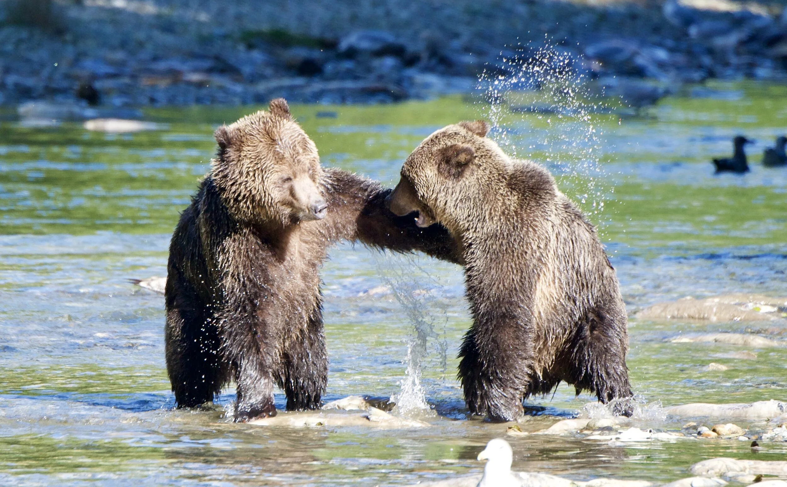 grizzly bears spotted in W’ui’kinuxv Territory with H'aiagal'ath Grizzly Bear Tours