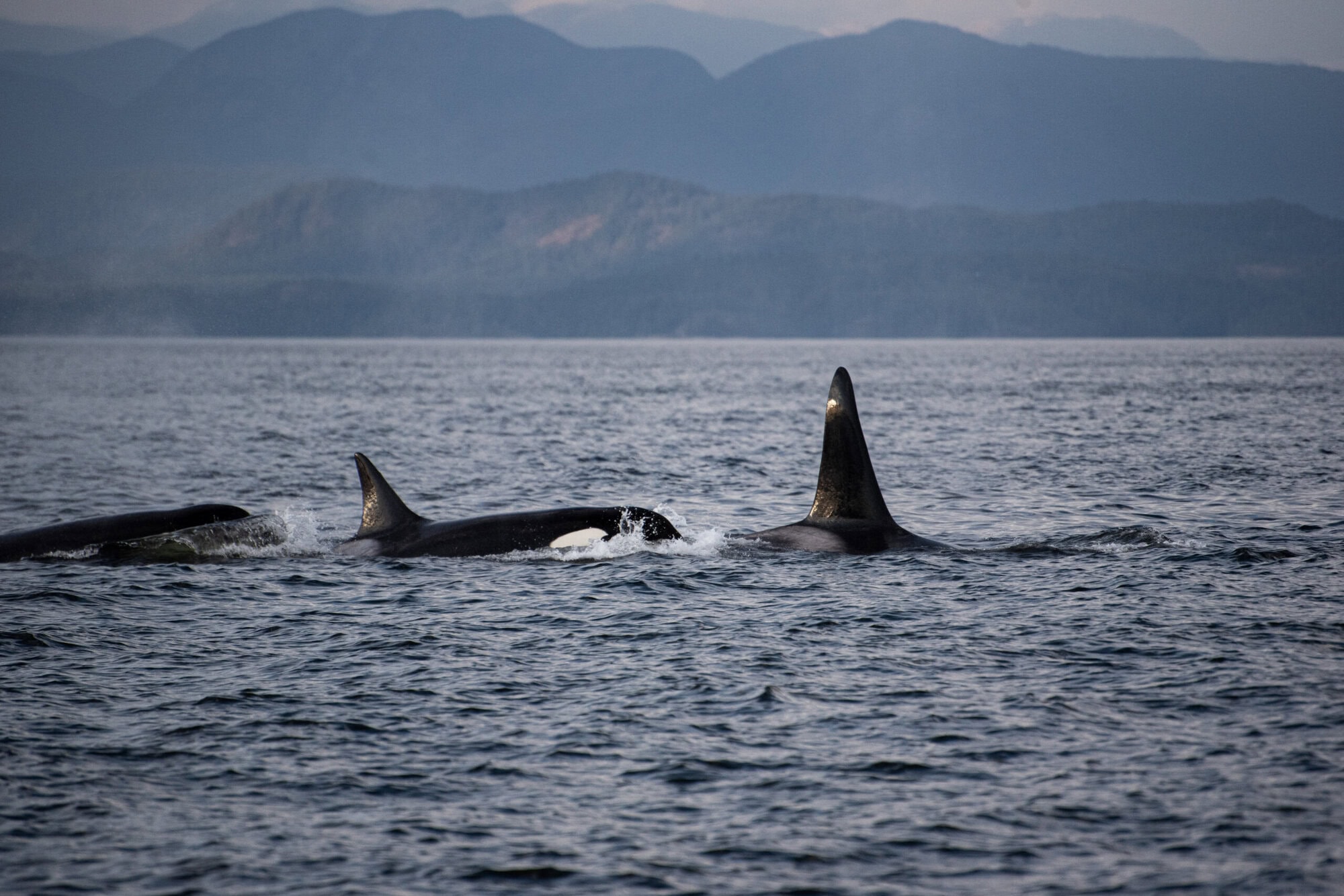 Campbell River Whale Watching and Adventure Tours,orca sighting during tour