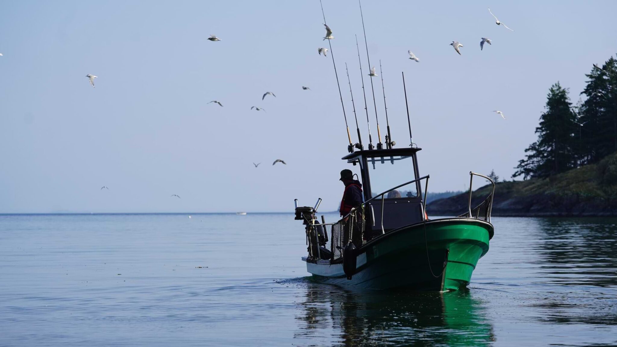 fishing charter in campbell river, ocean, fishing boat seagulls, trees