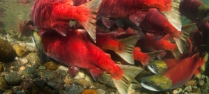 Sockeye salmon swimming
