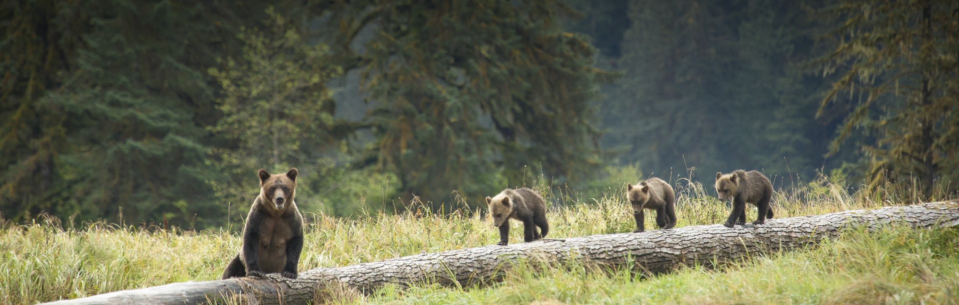 Bears walk along a fallen log in a BC forest.