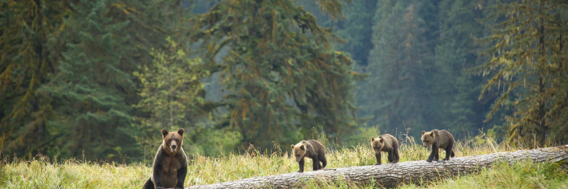 Four bears walk along a fallen log in a lush BC forest.