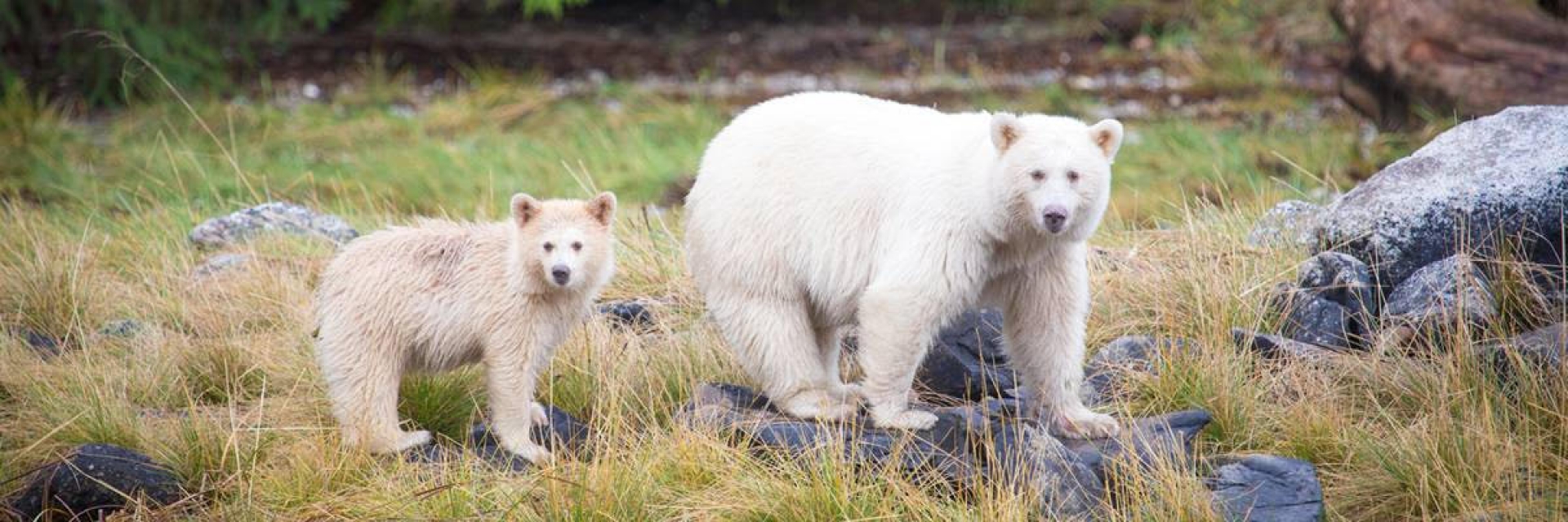 A spirit bear and her cub stand along a riverbank.