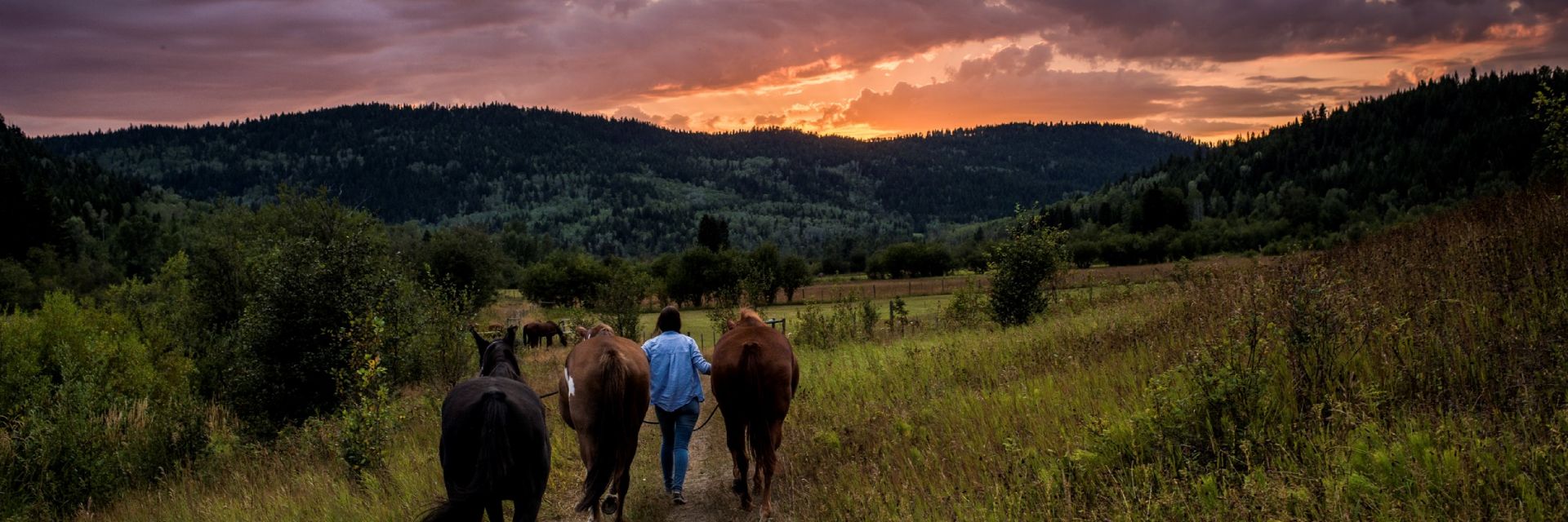 A woman leads horses on a dirt path in a valley at sunset.