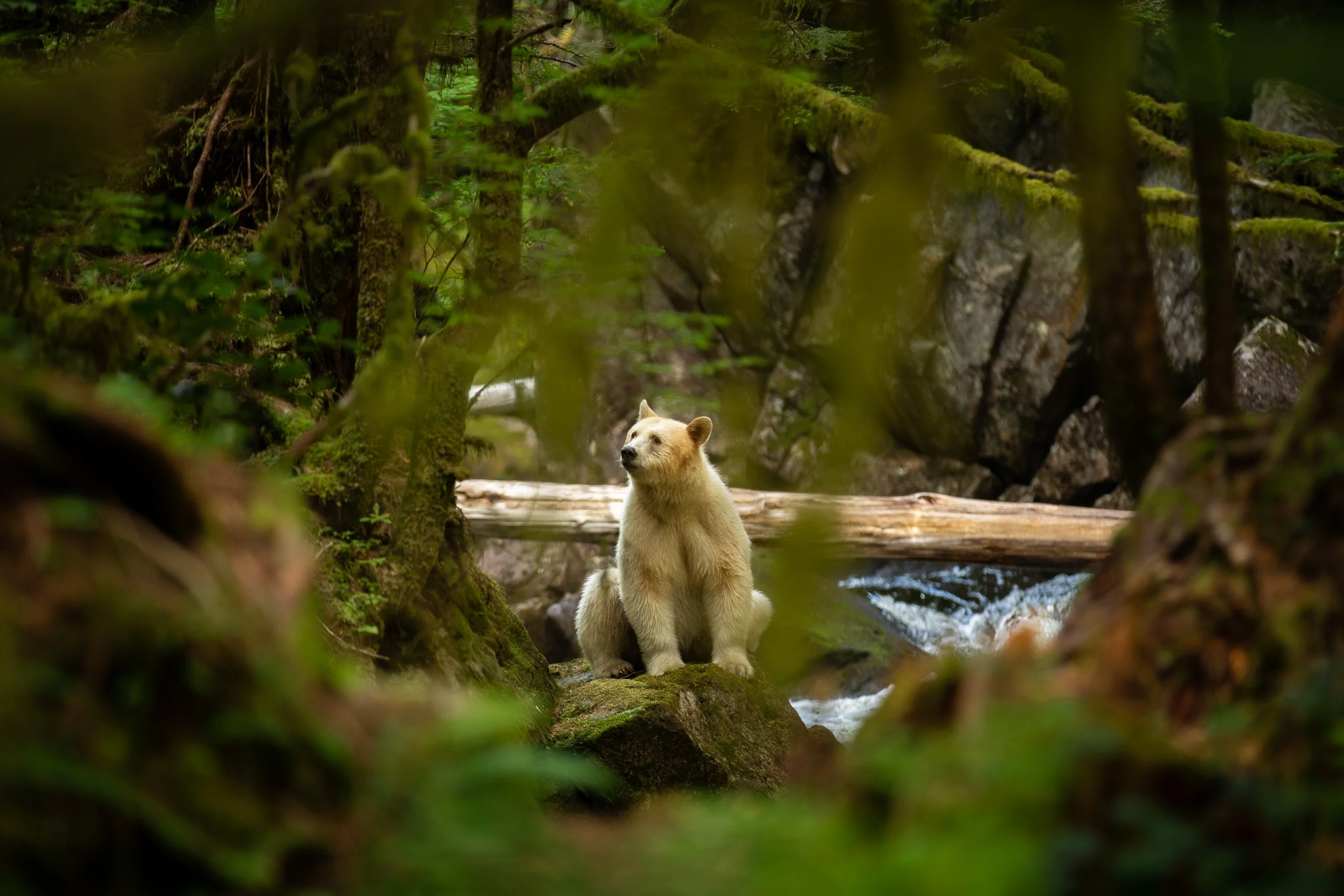 Spirit Bear Lodge kermode bear viewing in on spirit bear trips
