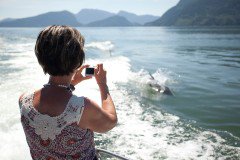 Une femme photographie un dauphin depuis l'arrière d'un bateau en mouvement avec des îles boisées en arrière-plan.